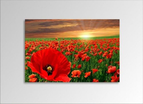 Digital Art vászonkép | 1217-S Pipacs ONE