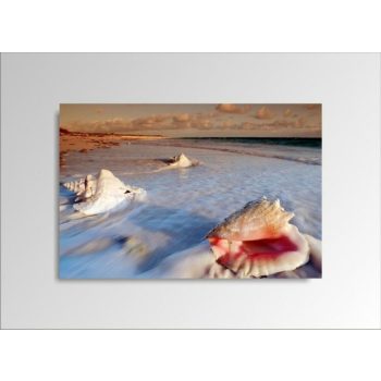 Digital Art vászonkép | 1221-S Seashell ONE