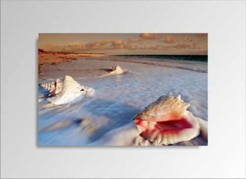 Digital Art vászonkép | 1221-S Seashell ONE