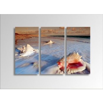 Digital Art vászonkép | 1221-S Seashell THREE